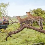 Safari Adventures in East Africa: A Journey Into the Wild