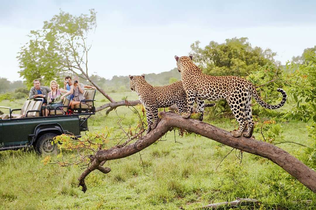 Safari Adventures in East Africa: A Journey Into the Wild